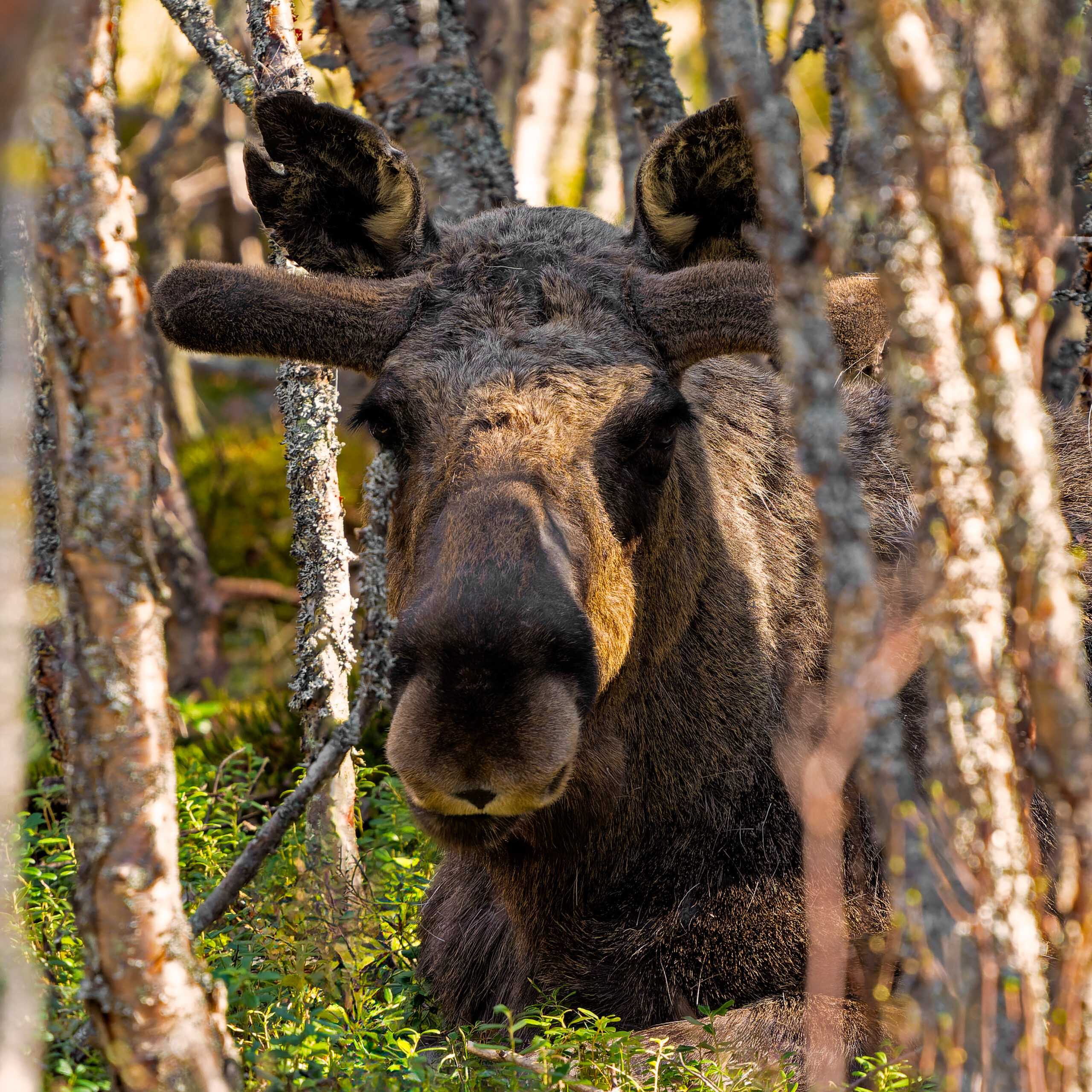 Eland in de bossen van Noorwegen, Rondane Nasjonal Park 2024
